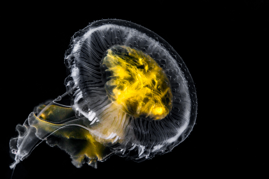 Adrian Collier - Egg Yolk Jellyfish